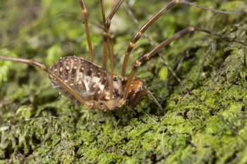 Media type: image;   Invertebrate Zoology 133309